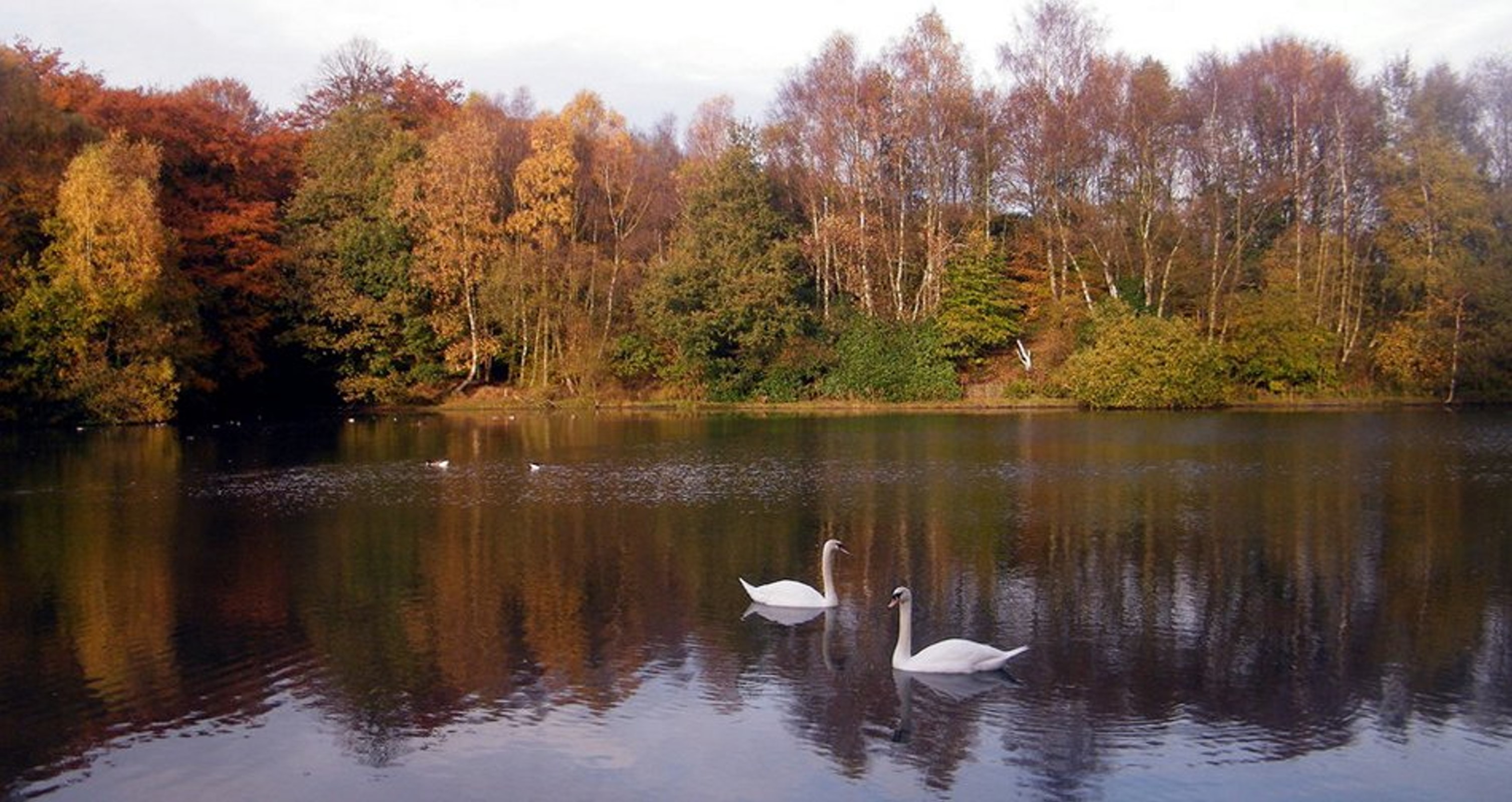 Swan lake | Shutterbug